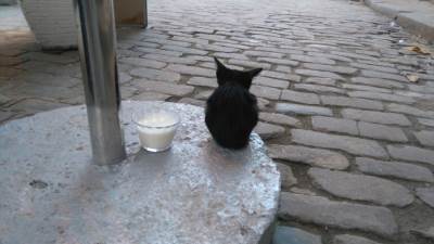  Bešiktaš pred kaznom zbog... mačke?! 