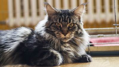  Maine Coon mačke u Banjaluci 