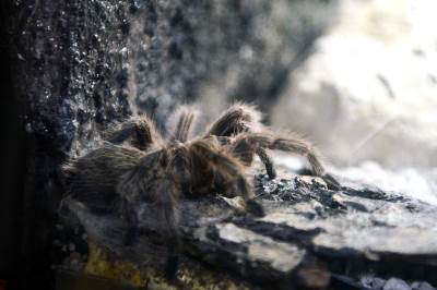  Njemačka carina u kolačima otkrila 1500 tarantula 