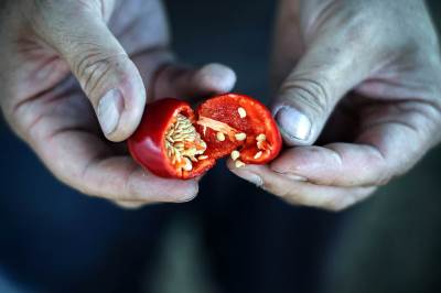  Papričica ubica - toliko je ljuta!  