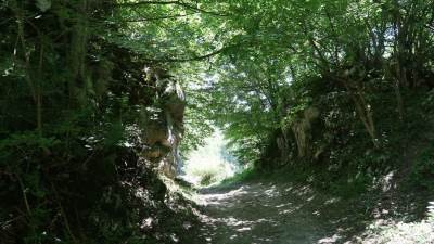  Krađa drva u Šipovu 