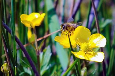  Ako ste alergični na ubod insekata... 