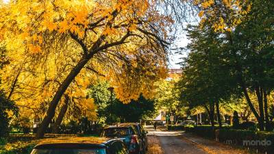  Stanje drvoreda u Banjaluci 