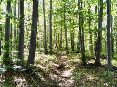  Bespravna sječa šume u Republici Srpskoj, podaci za 2021. godinu 