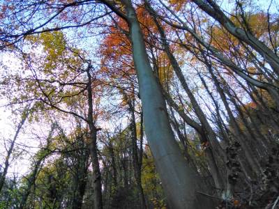  Tragedija kod Kozarske Dubice: Radnik poginuo prilikom sječe šume 