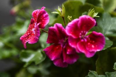  Danas svježije, mogući pljuskovi i grmljavina 