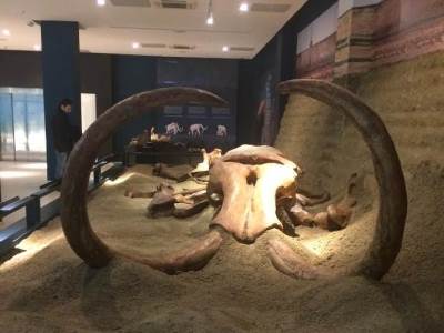 Skeleti pet mamuta iz vremena ledenog doba otkriveni u Velikoj Britaniji 