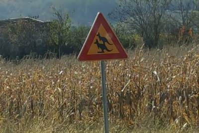  Suša u Australiji: Slobodno ubijajte kengure! 