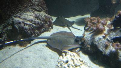  Izumiru riječne ribe: Ostalo ih samo 3 odsto 