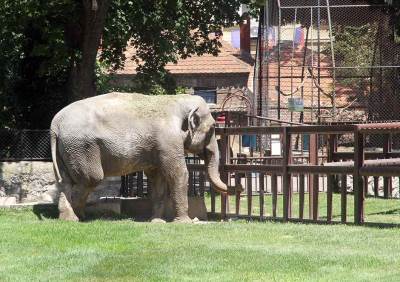  Bocvana zaprijetila da će poslati 20.000 slonova Njemačkoj 