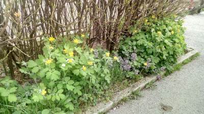  Rosopas - čudotvorna biljka kod kancelarije Monda (FOTO) 