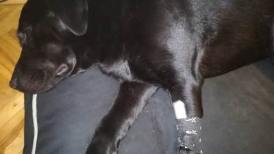  Slučaj trovanja psa u Banjaluci 