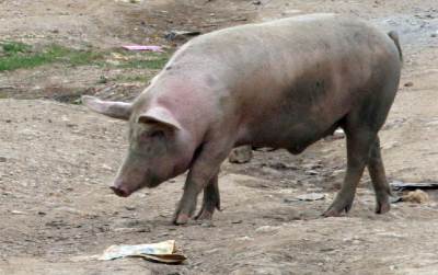  U Bijeljini potvrđena afrička kuga svinja 