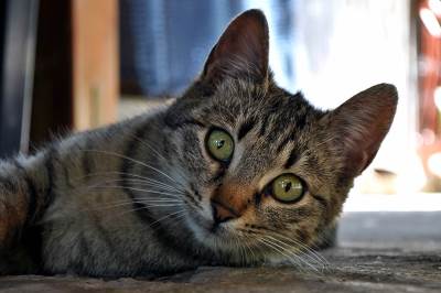  Ovo znači "volim te" 