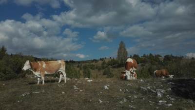  Stočari masakrirali farmere - 86 mrtvih 