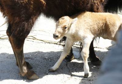  ČUDO! Rodio se beli bizon u Beo zoo-vrtu 