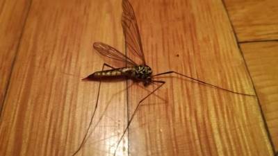  Akcija suzbijanja komaraca na području Banjaluke 
