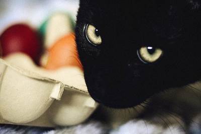  Kakve sve čarobne moći imaju crne mačke: Sujevjerja iz cijelog svijeta 