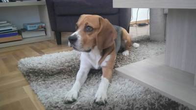  Priča o psećem čojstvu 