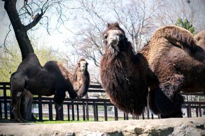  Kamila podivljala u cirkusu (VIDEO) 
