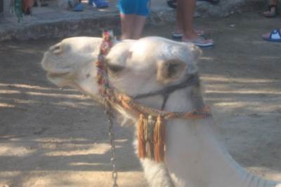 Saudijska arabija izbor za najljepšu kamilu 