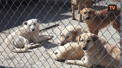  Ukradeno 67 pasa iz prijedorskog azila 