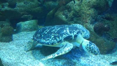  UKRALI BEBE DŽINOVA: Nestale kornjače s Galapagosa 