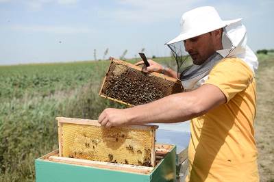  Bee Connected: Izumreće ljudi, ako nestane pčela 