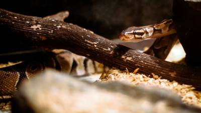  Životinje i kućni ljubimci u Prijedor 