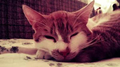  Kakav bi bio svijet bez mačaka 