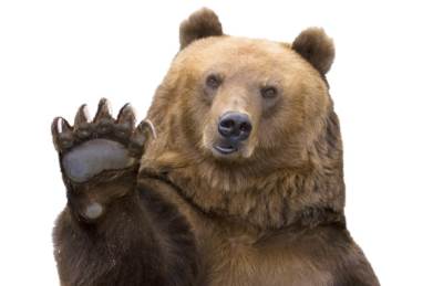  Medvjedi prave štete u Hercegovini 