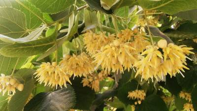  Bizarna nesreća: Sekao drvo motornom testerom, slučajno ubio rođenog brata! 