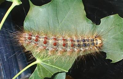  Višegrad: Gubari napadaju! 