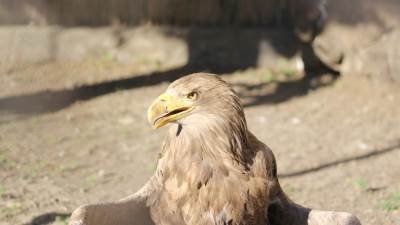  Da li ima nade za orlove krstaše? (FOTO) 