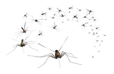  Preporuke građanima za odbranu od komaraca 