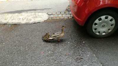  BRAVO za ljude: Patka i pačići su spaseni (VIDEO) 