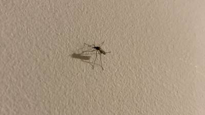  Srbija: Sedmoro obolelih od virusa Zapadnog Nila 