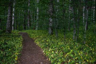  Polovini vrsta drveća u Evropi prijeti nestajanje 