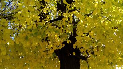  Ugroženo više od polovine endema 