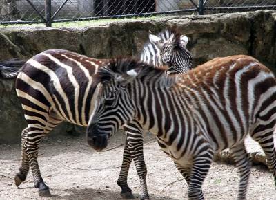  Njemačka zebre pobjegle iz cirkusa napravile haos na autoputu 