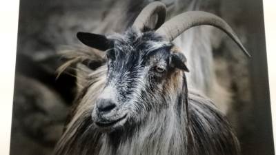  Koze spasile biblioteku od Ronalda Regana od požara 