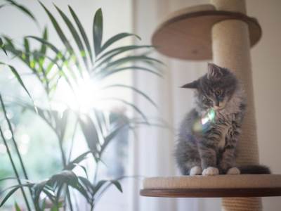  Sobno cvijeće i biljke da li pročišćavaju vazduh 