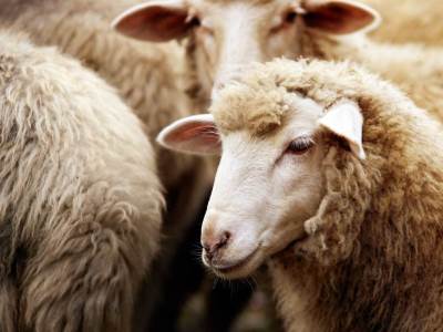  Mladić u Dalmaciji automobilom ubio stado ovaca 