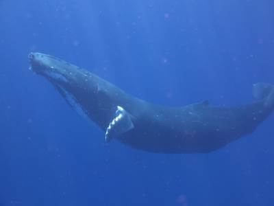  U moru kod Šibenika primjećen kit (VIDEO) 