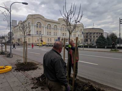  Banjaluka: Nova zdrava stabla mijenjaju oboljelo drveće 