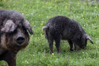  Uginuli hibridi majmuna i svinje; naučnici zbunjeni, delovali im "normalno" 