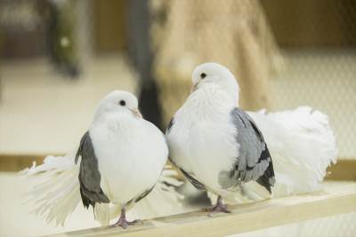  Sajam ptica i sitnih životinja, Skenderija, Sarajevo 