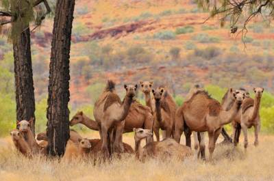  Snajperisti spremni: Australija će ubiti 10.000 kamila iz vazduha! 