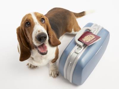  Pas spasao život vlasnici 