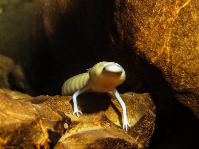  Čovječje ribice salamanderi, nije se pomjerila sa mjesta sedam godina 